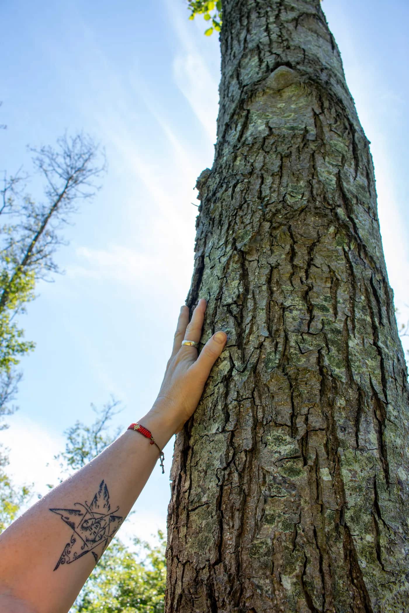Hand tegen een grote boom