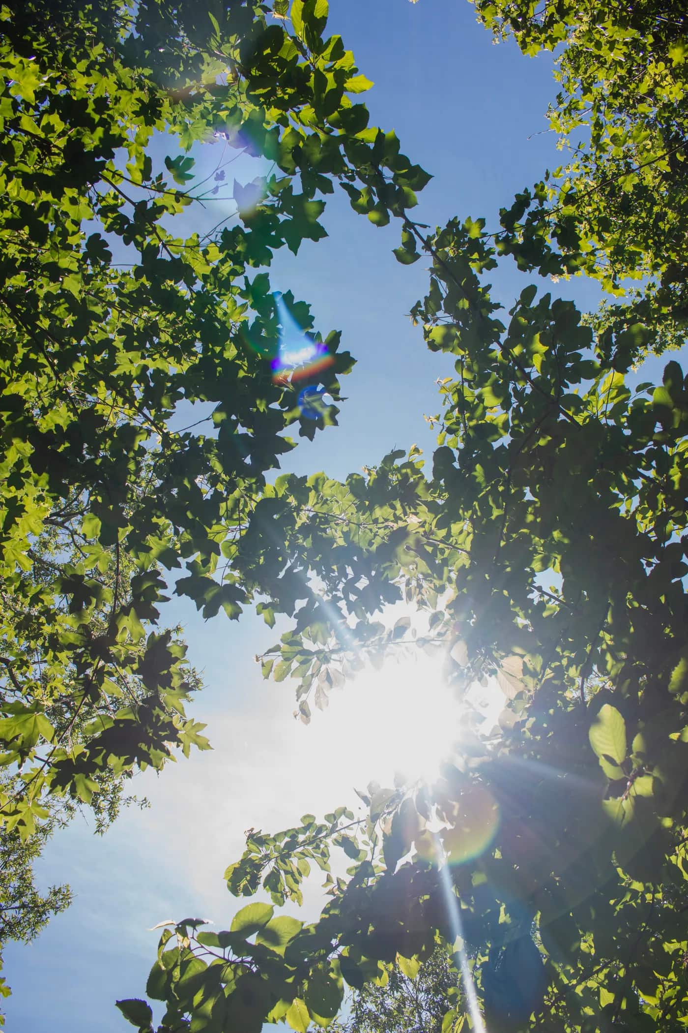 Licht dat door de bladeren valt, met de zon erin