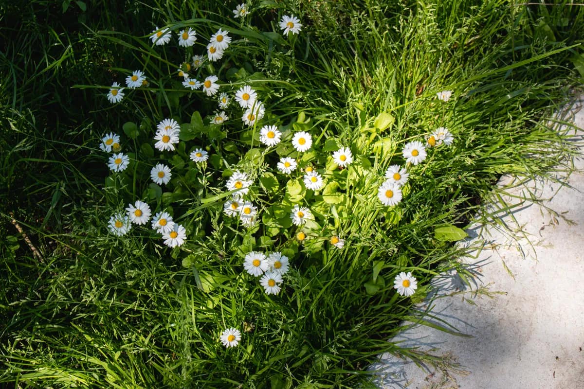 Madeliefjes in het gras